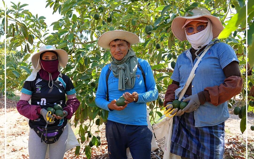 COSECHA DE PALTAS EN FRUTALES DE SANTA RITA